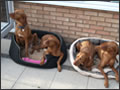 Koco First Litter - look at them now