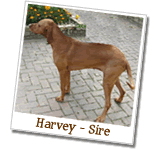 Harvey - Sire