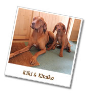 Countryside best sale kennels vizsla