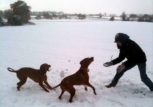 Koco and Kiki in the snow